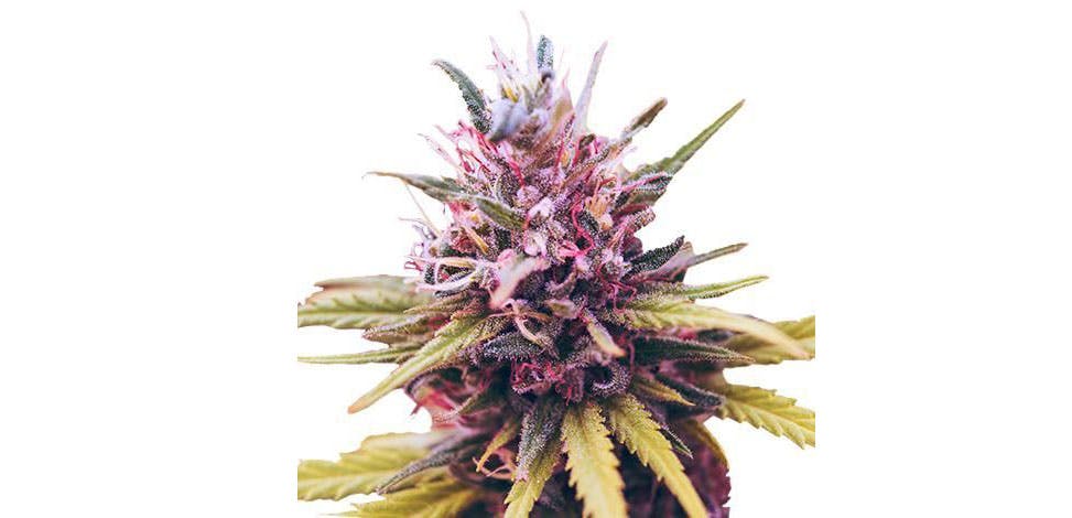 best weed strains